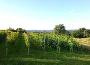 Pilgern zu Maintals Weinberg - Andacht und Dämmerschoppen
